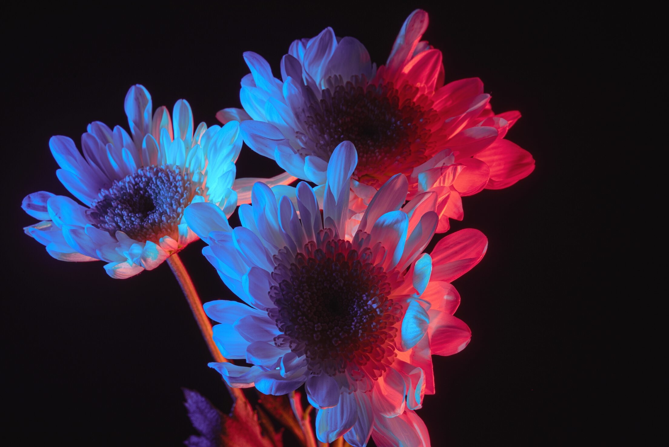 Blooming Neon Flowers